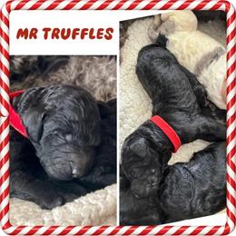 Mr. Truffles - Black male Goldendoodle puppy in Millersville, Pennsylvania from Love at First Doodle