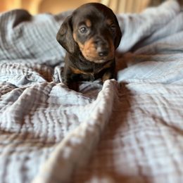 Dachshund Puppies from Salchi Dog miniature dachshunds
