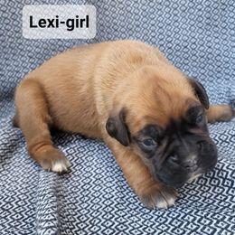Lexi - Fawn female Boxer puppy in Cheney, Washington from Royal Dream Boxers