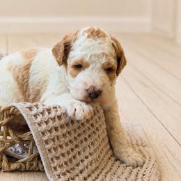 Wrangler - Yellow and white male Bernedoodle puppy in Santa Barbara, California from K+C Doodles
