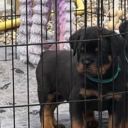 Blue collar - Black and mahogany male Rottweiler puppy in Lyons, Indiana from White River Rottweilers