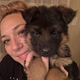 Hennessy Lux Nocturne Elite Von Haus (Blue Collar) - Black and red male German Shepherd puppy in Grants Pass, Oregon from Elite Von Haus German Shepherds