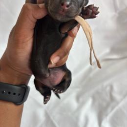 Alpine - Black and tan female Dachshund puppy in Orem, Utah from Miekca’s Dachshunds