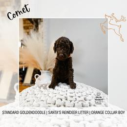 Comet - Chocolate male Goldendoodle puppy in Montgomery, Texas from Dacus Doodles