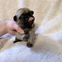 Clover - Fawn male Pug puppy in Moorefield, West Virginia from Wratchford Farms