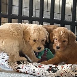 Labradoodles from BabySweet Labradoodles