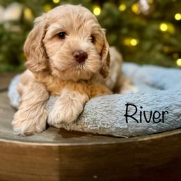 River - Apricot male Australian Labradoodle puppy in Morgan Hill, California from Loving Labradoodle
