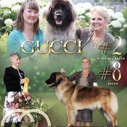Gucci - Leonberger
