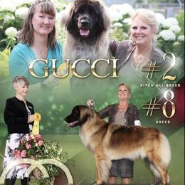 Gucci - Leonberger