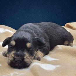 Champ - Black and silver male Miniature Schnauzer puppy in Houston, Texas from Haughton Farm