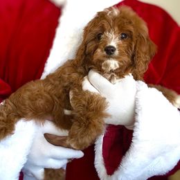 Red Male - Red male Cavapoo puppy in Gilbert, Arizona from Azbernedoodlepuppies