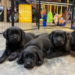 Shiner - Black female Labrador Retriever puppy in Lenoir, North Carolina from Wooten Retrievers