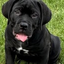 Cane Corso Puppies from Nuovo Inizi Kennels