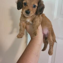 Companion Cross and Dachshund Puppies from Sweet Honey Bunn Hounds