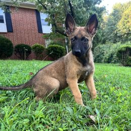 Belgian Malinois, German Shepherd, and Working Dog Cross Puppies from Laeknir K9