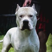 Chaos - Dogo Argentino