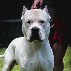 Chaos - Dogo Argentino