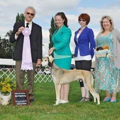Saluki Puppies from Kushiel Salukis