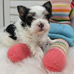 Athos - Parti male Yorkshire Terrier puppy in Austin, Texas from Rhine Valley Yorkies
