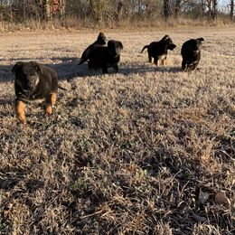 German Shepherd Puppies from Salty Raccoon Ranch German Shepherds