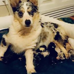 American Corgi, Miniature Australian Shepherd, and Pembroke Welsh Corgi Puppies from Rafter C Aussies & Corgis