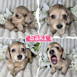Saki - Dapple female Dachshund puppy in Lakeland, Florida from Buckwild Doxies