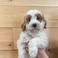 Black collar male - White male Australian Cobberdog puppy in Dover Foxcroft, Maine from Faberge Australian Cobberdog