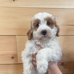 Black collar male - White male Australian Cobberdog puppy in Dover Foxcroft, Maine from Faberge Australian Cobberdog