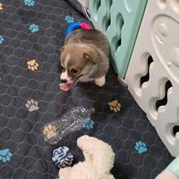 Waylon - Sable male Pembroke Welsh Corgi puppy in Charleston, Arkansas from Hilltop Corgis