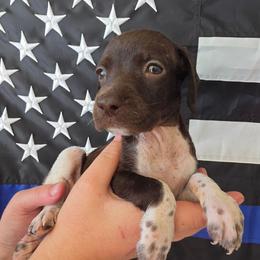 Unity Girl  3 - Liver roan female German Shorthaired Pointer puppy in Banning, California from ⭐🦆 So Cal on Point GSP'S🇺🇲🇩🇪 lg