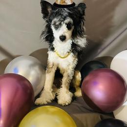 Chihuahua and Chinese Crested Puppies from Western Kentucky Chihuahua’s and Chinese Crested’s
