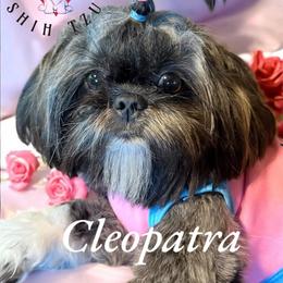 Cleo - Shih Tzu