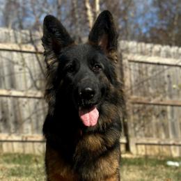 Shea - German Shepherd