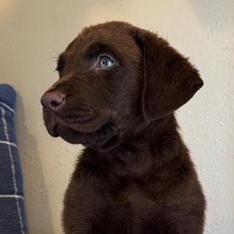Whistle - Brown male Chesapeake Bay Retriever puppy in Ulen, Minnesota from North Wind Gundogs