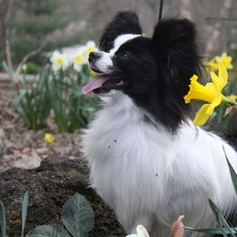 Papillons from BethShonts