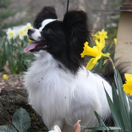 Papillons from BethShonts