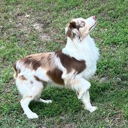 Gretzky - Miniature Australian Shepherd