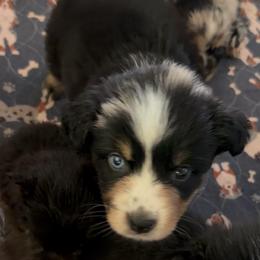 Minimal Merle - Blue merle male Australian Shepherd puppy in Piedmont, Oklahoma from HeartDriven Aussies