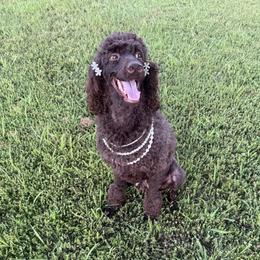 Ruby - Poodle