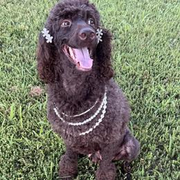 Ruby - Poodle