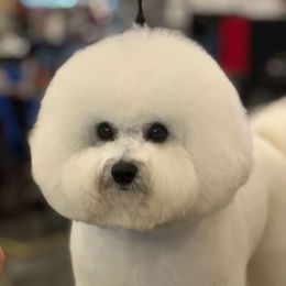 RJ - Bichon Frise