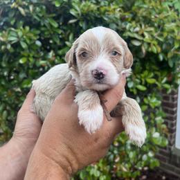 Clover - Red  male Goldendoodle puppy in Calera, Alabama from Red Mountain Minis