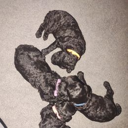 "1 week 6 days" Poodle Puppies from StrayDog Standard Poodles