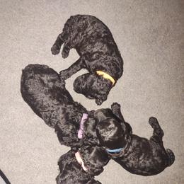 "1 week 6 days" Poodle Puppies from StrayDog Standard Poodles