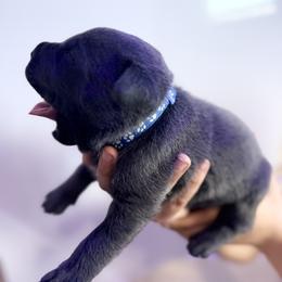 Blue - Gray male Cane Corso puppy in Sullivan, Missouri from Midwest Cane Corso in Action
