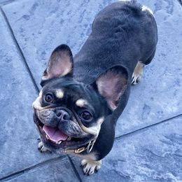 Scarlette - French Bulldog
