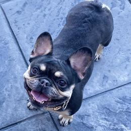 Scarlette - French Bulldog