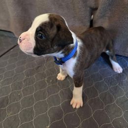 Blue - Brindle male Boxer puppy in Evington, Virginia from Boxer tails