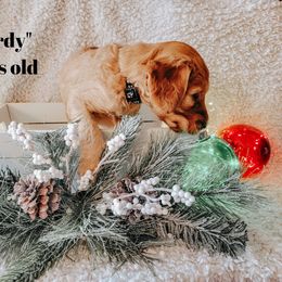 Goldendoodle Puppies from Big Top Doodles