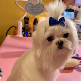 Snow White - Maltese